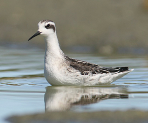 Сэлээхэй (Нарийн сэлээхэй)